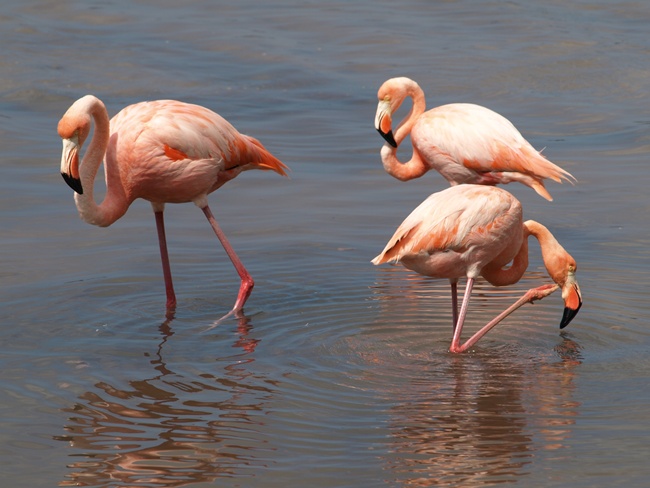 ../../Pictures/050210/056 Flamingo.JPG